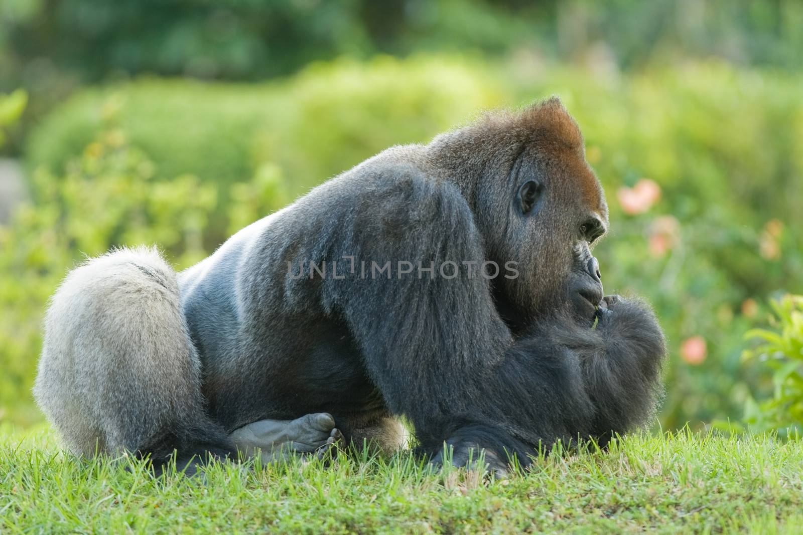 Gorilla sitting on the grass, Miami, Florida, USA