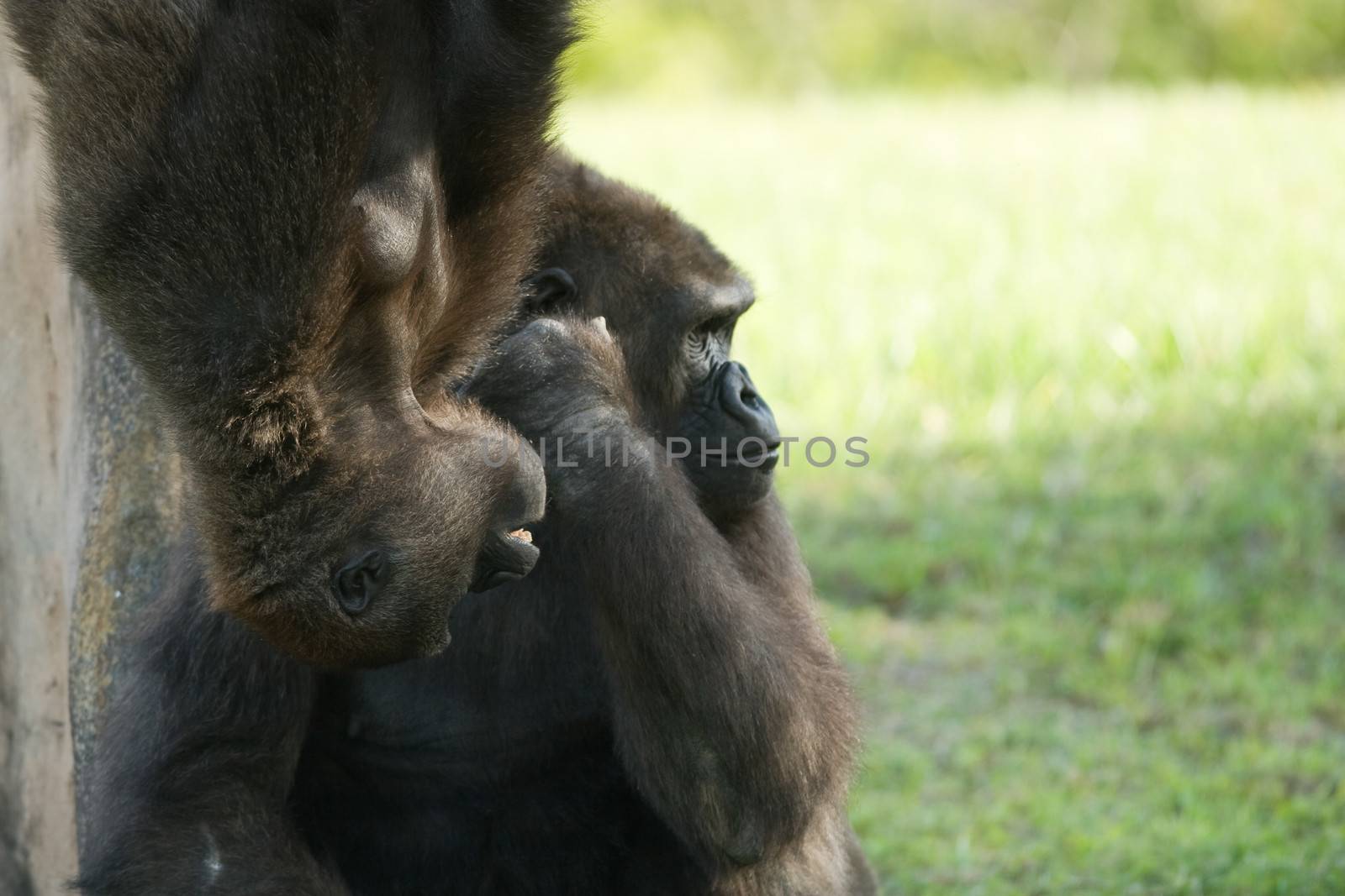 Close-up of a gorilla with its young one, Miami, Florida, USA