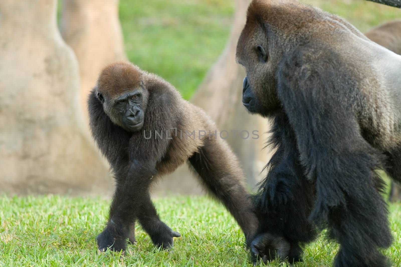 GorillasFather and son gorillas walk together outside.