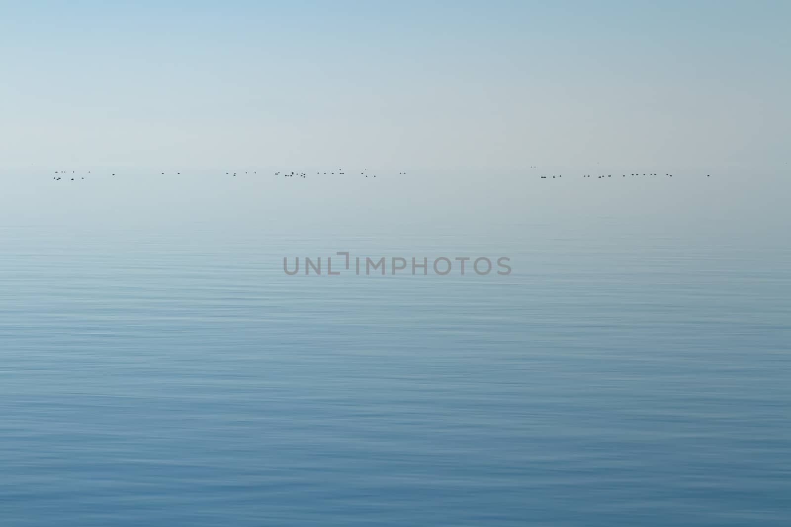 Horizon of quiet lake with little ducks by foggy day