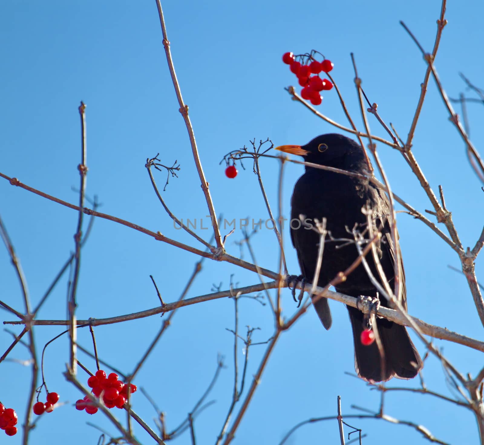 Blackbird on a branch by Elenaphotos21