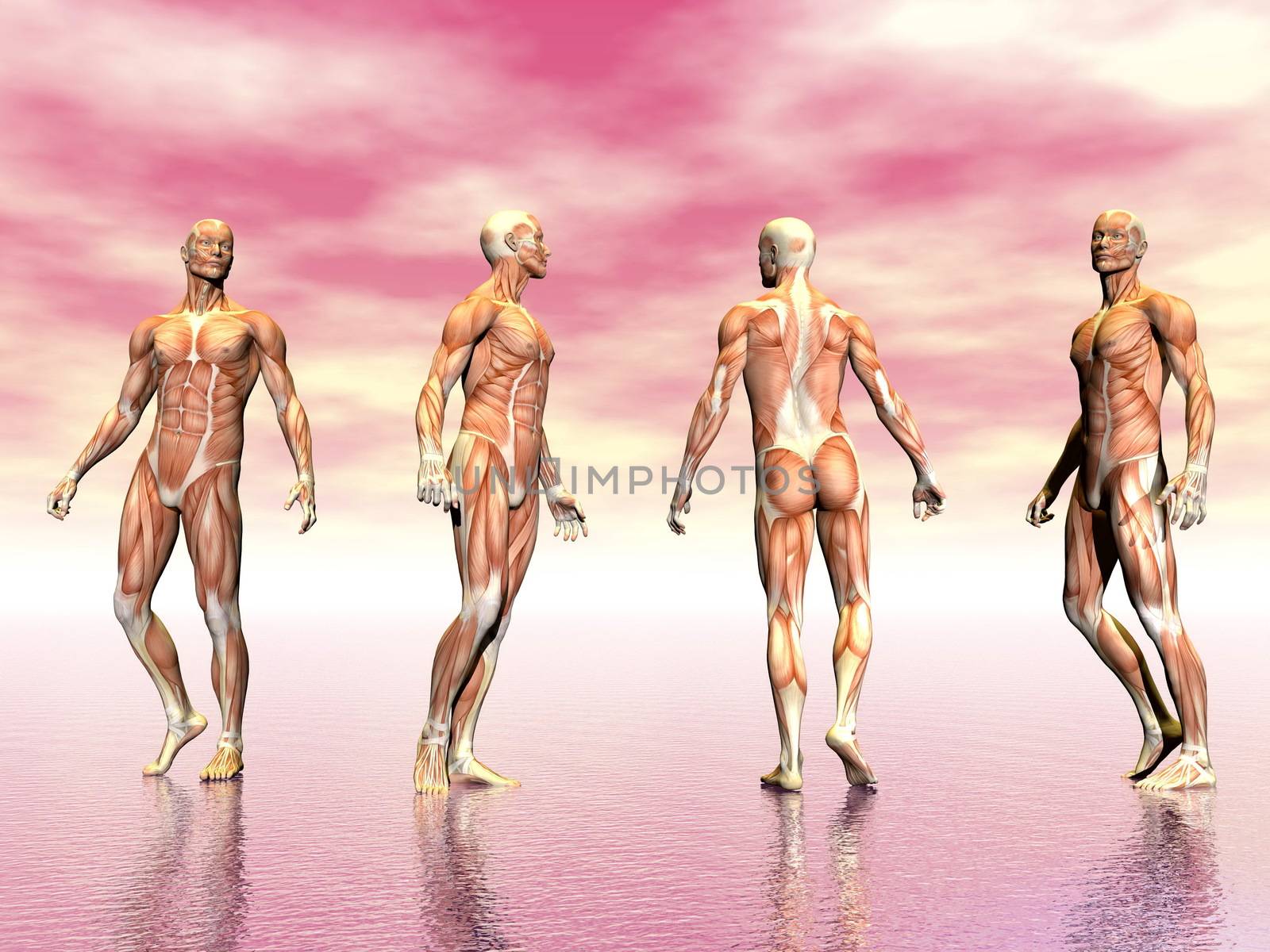 Realistic man muscles from four point of view in pink background