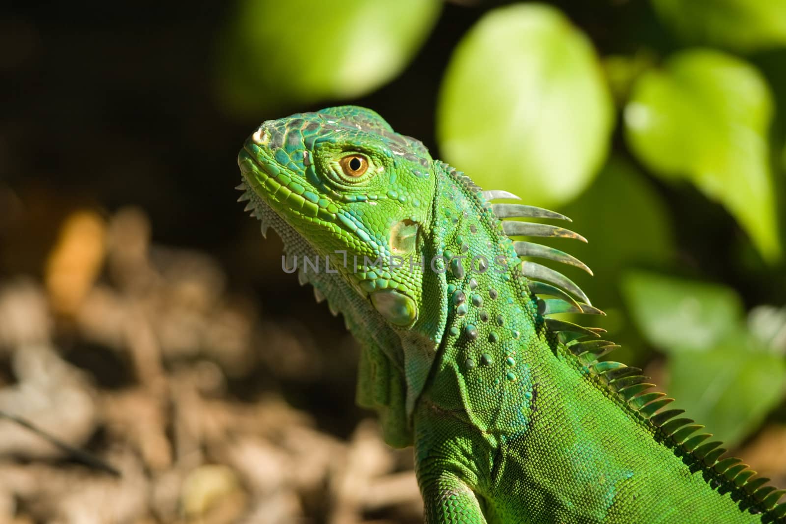 Close-up of a Green Iguana (Iguana Iguana)