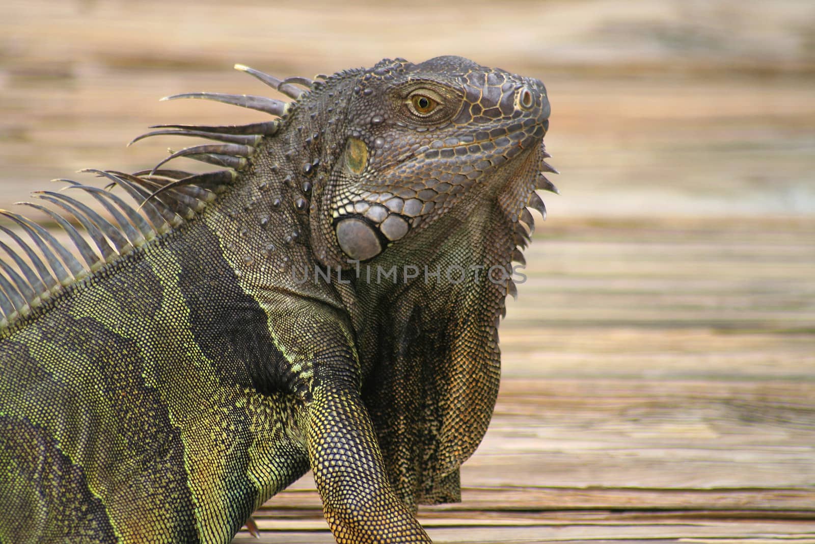 Green Iguana by CelsoDiniz