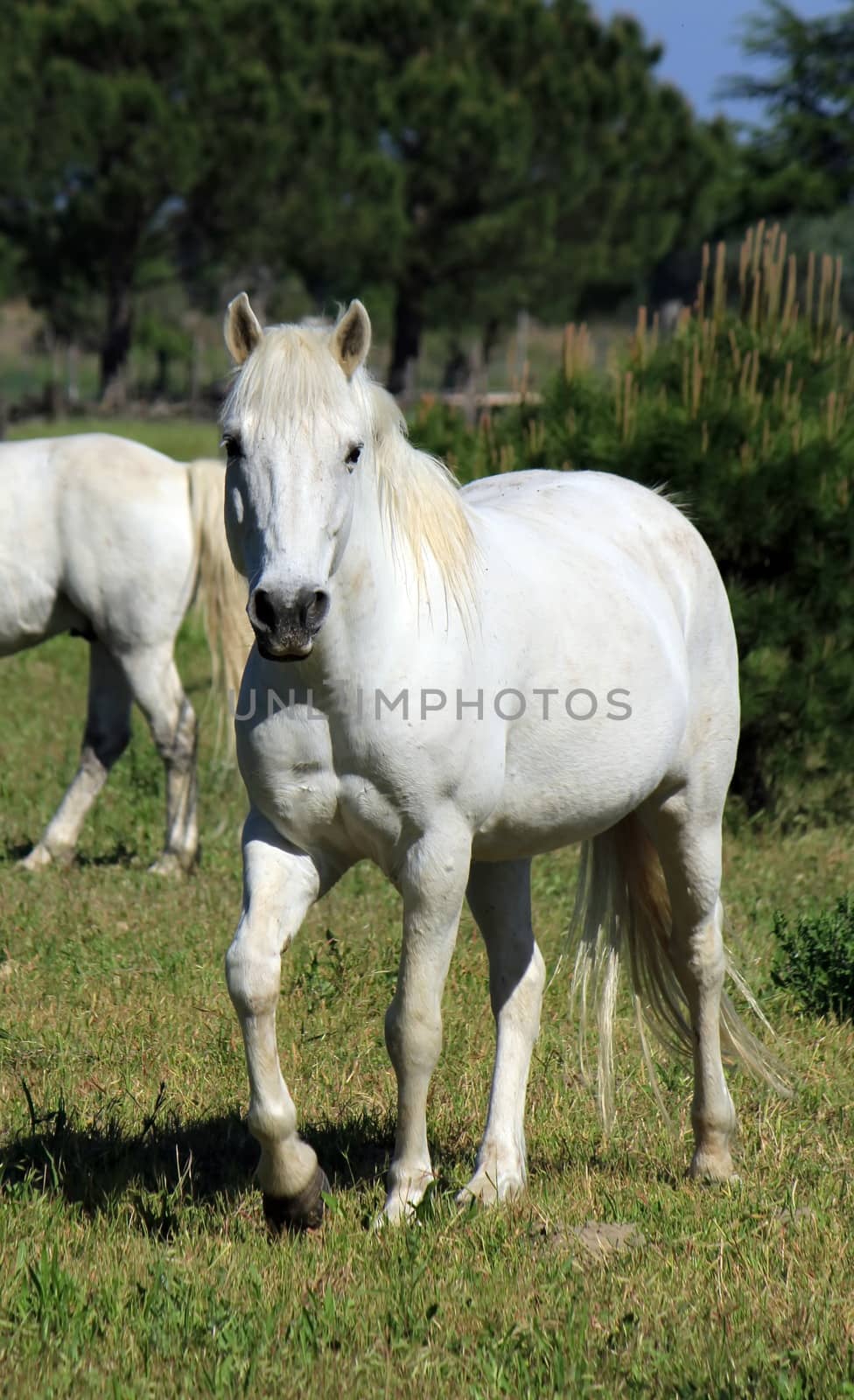 Horses in Camargue, France by Elenaphotos21