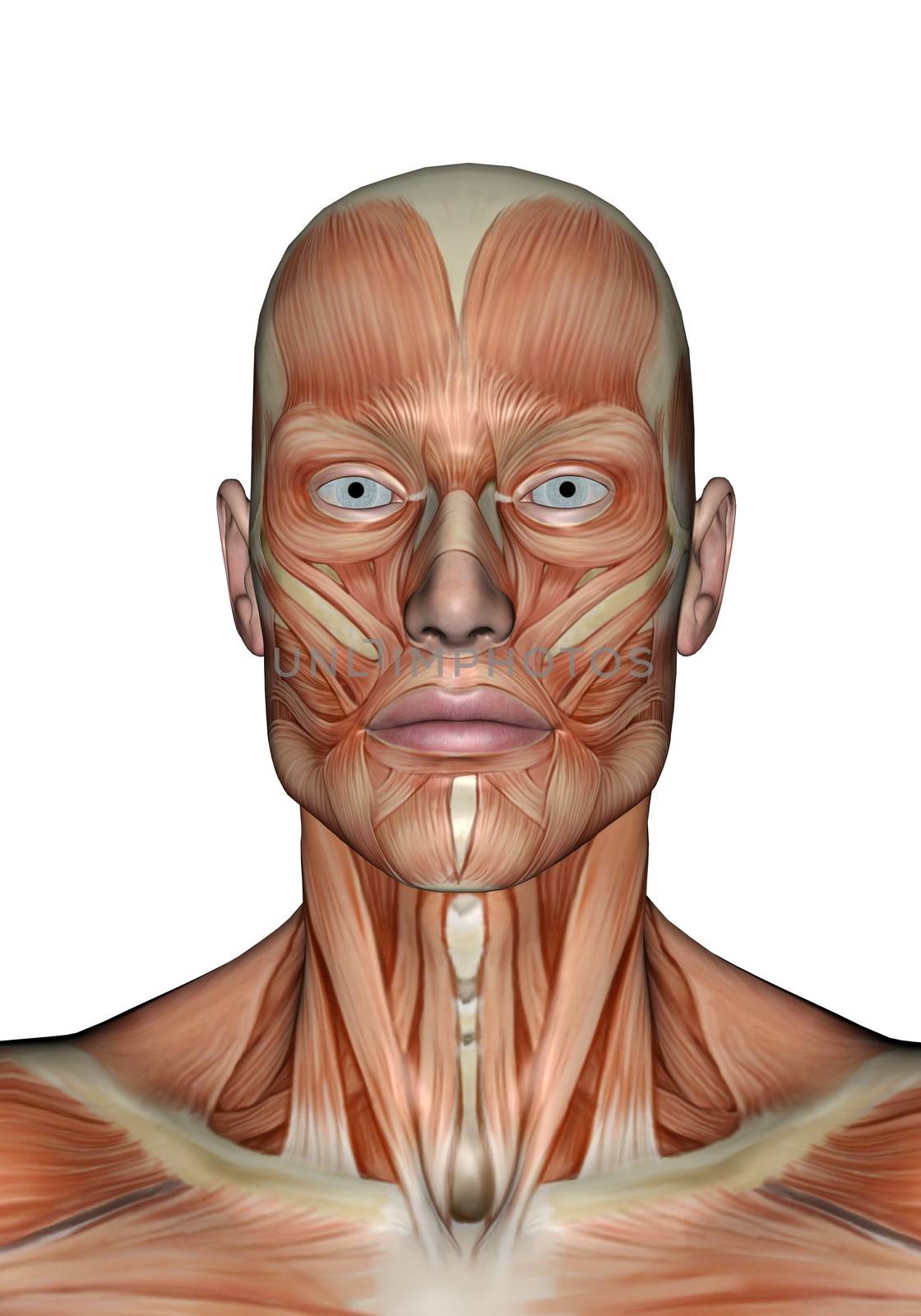 Head muscles of man - 3D render by Elenaphotos21