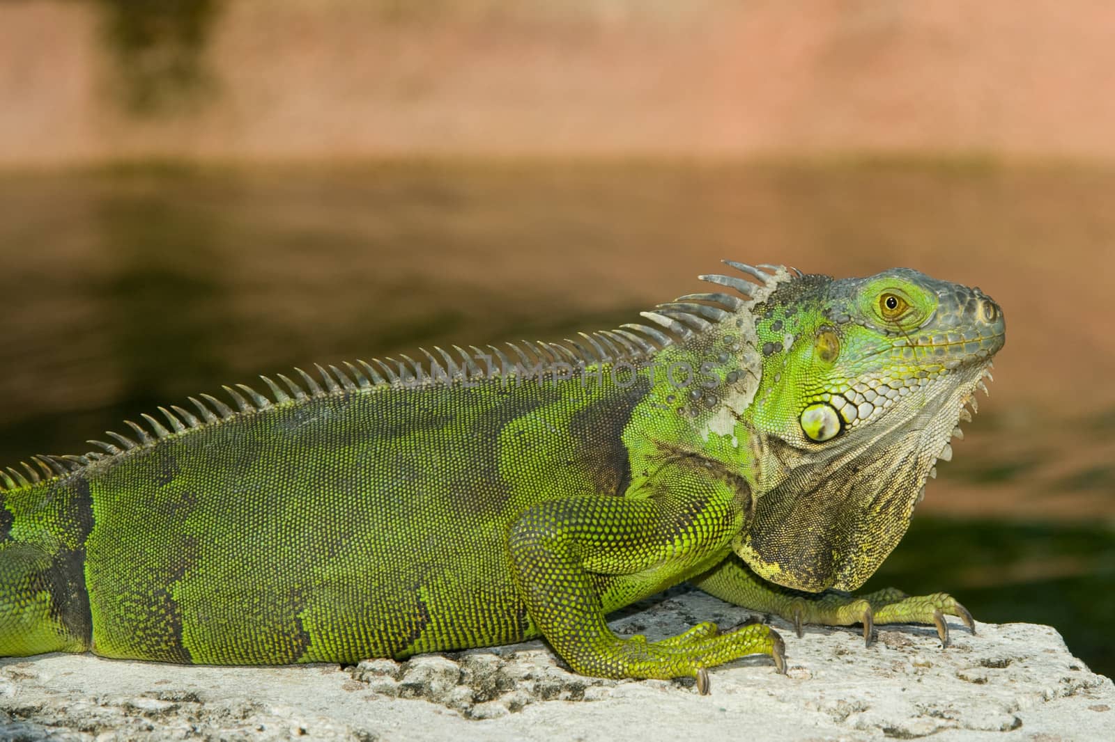 Green Iguana by CelsoDiniz