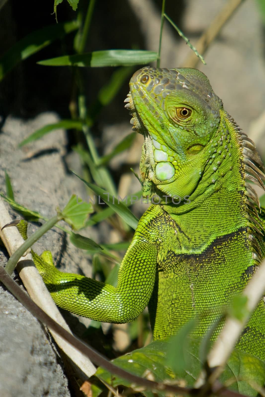 Green Iguana by CelsoDiniz