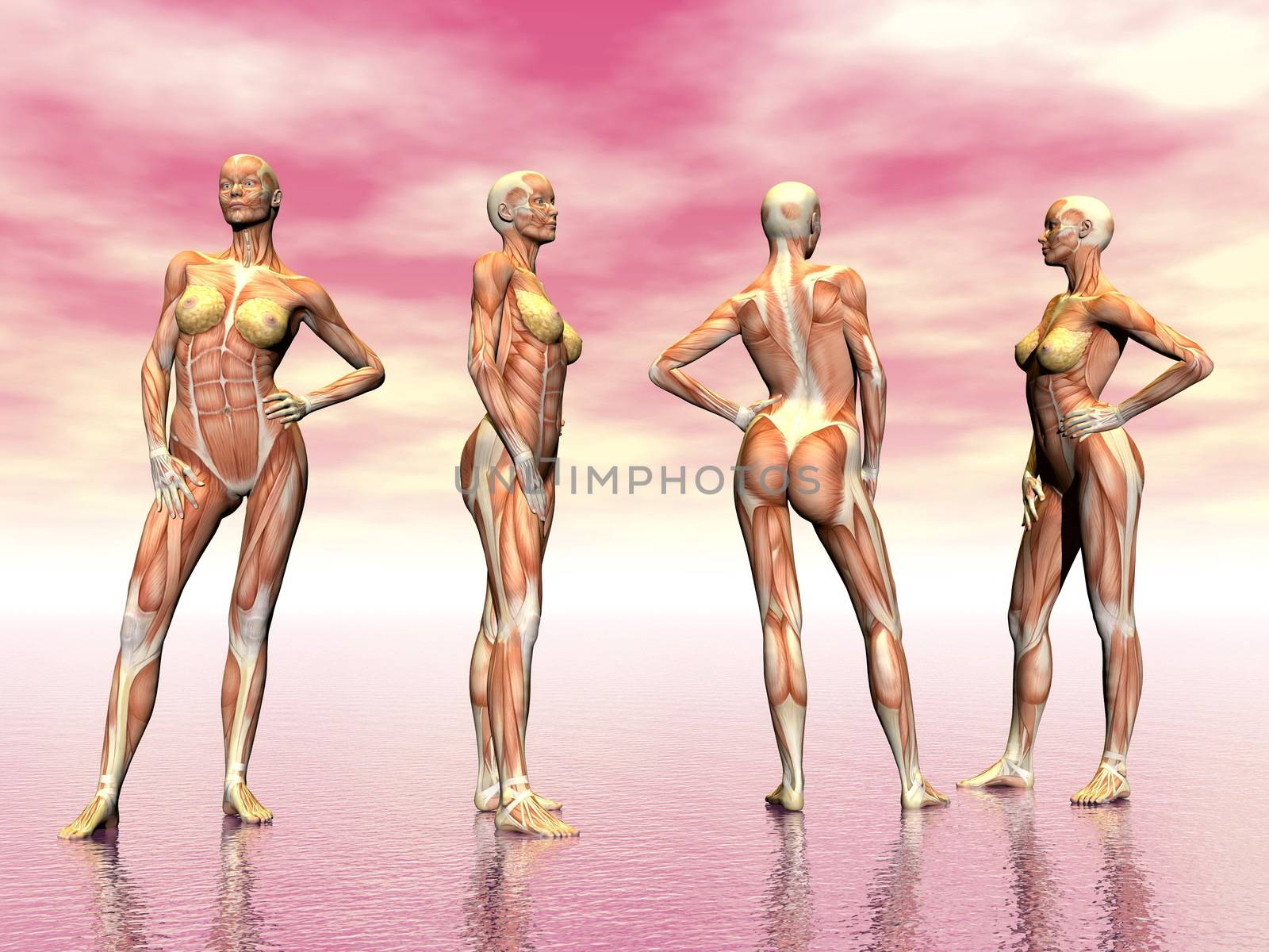 Realistic woman muscles from four point of view in pink background