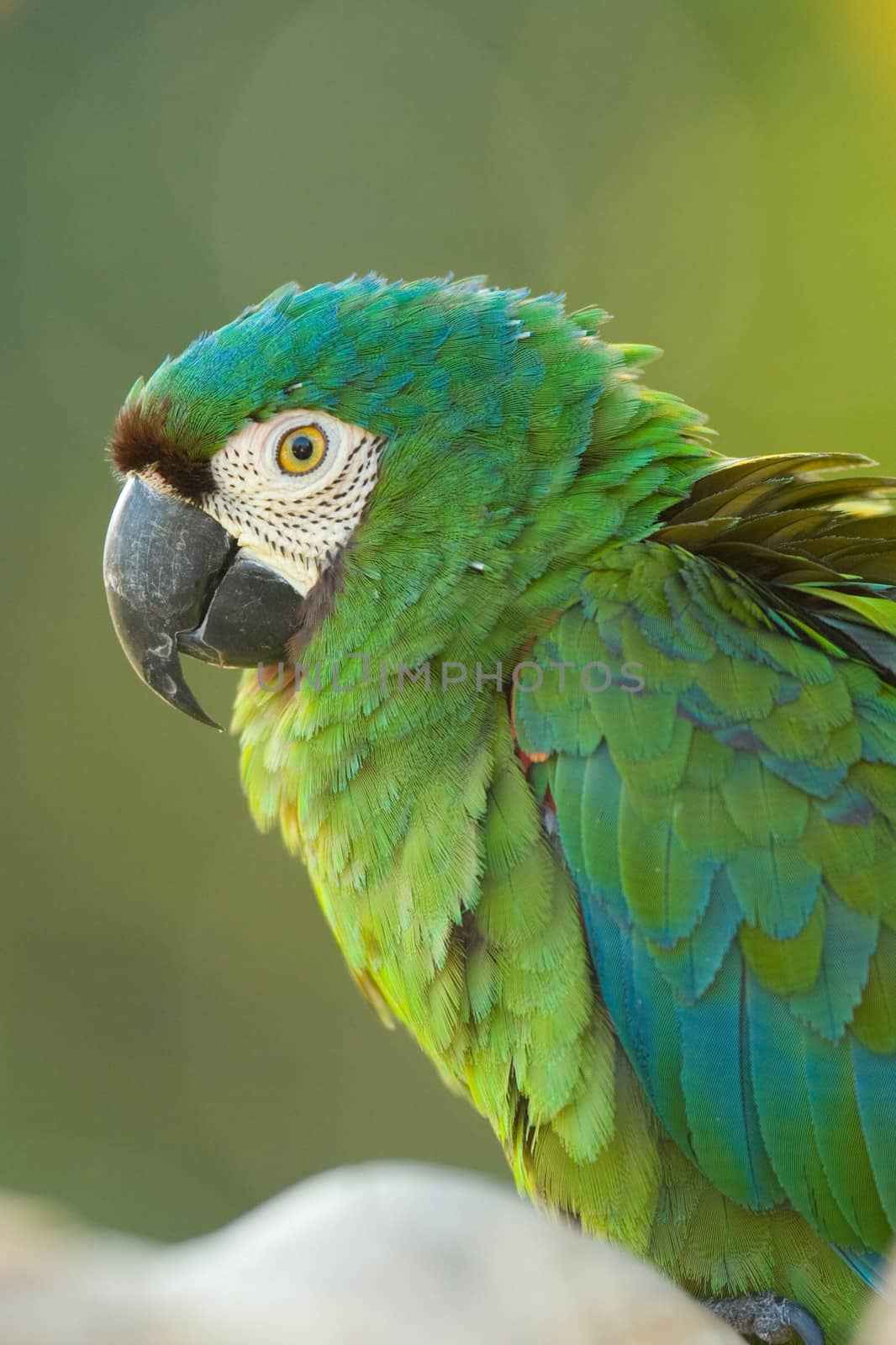 Close-up of a green and blue parrot, Miami, Florida, USA