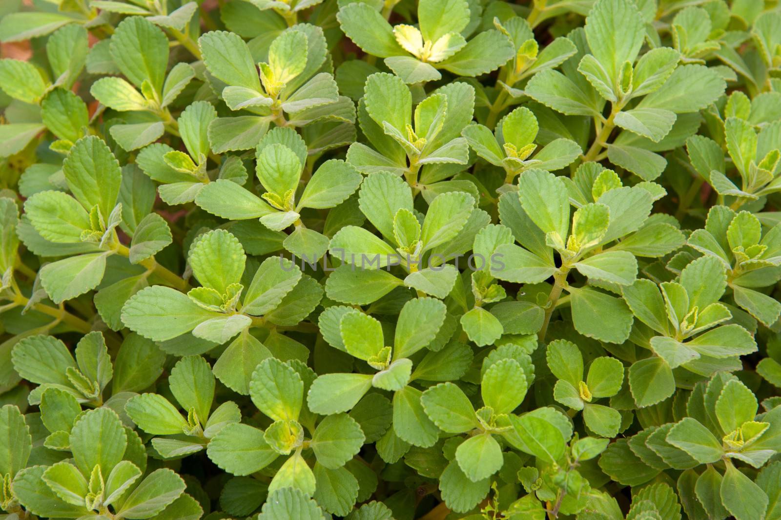 Close-up of green leaves