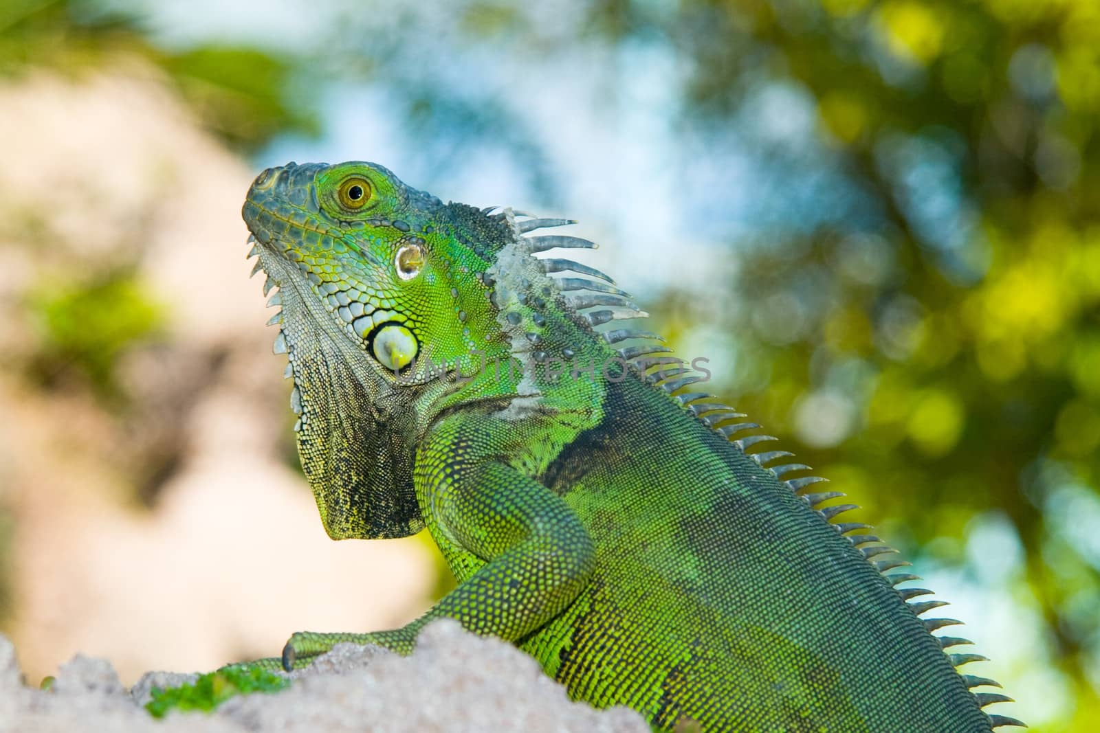 Side view of green iguana resting on rock.