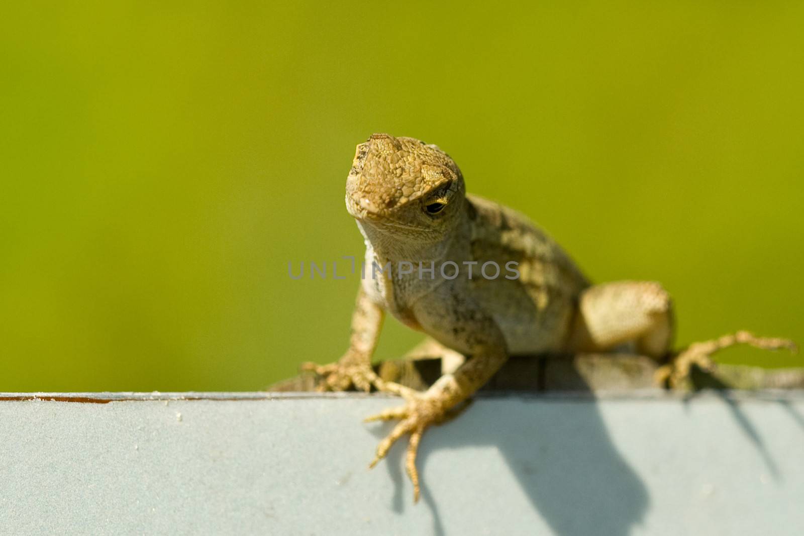 Portrait of lizard with green background and copy space.