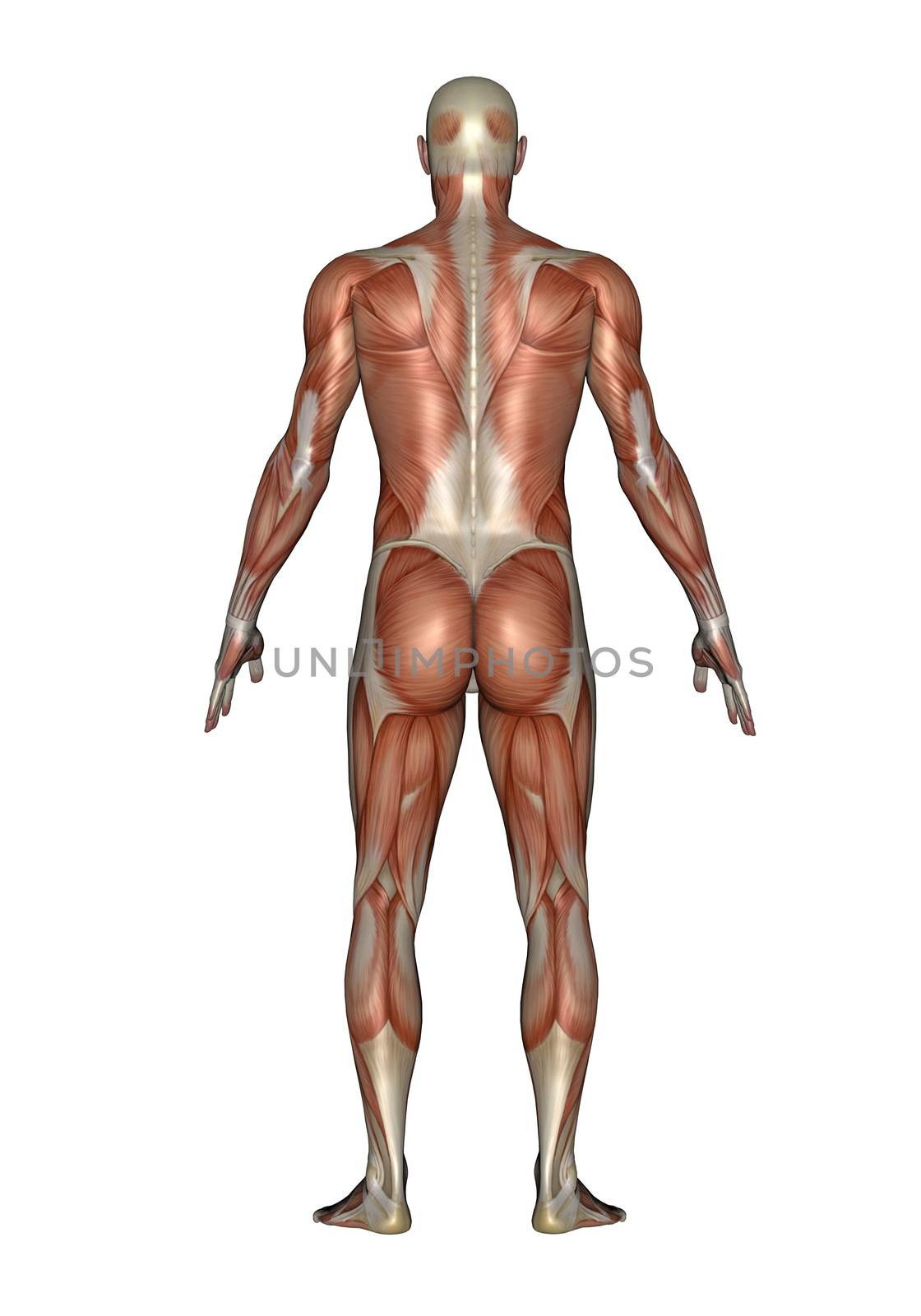 Back muscles of man - 3D render by Elenaphotos21