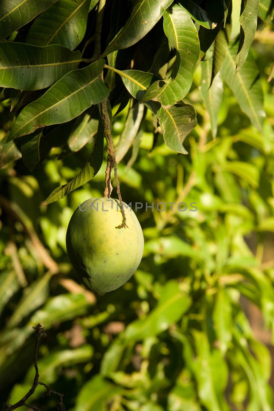 Green mango still attached to the tree.
