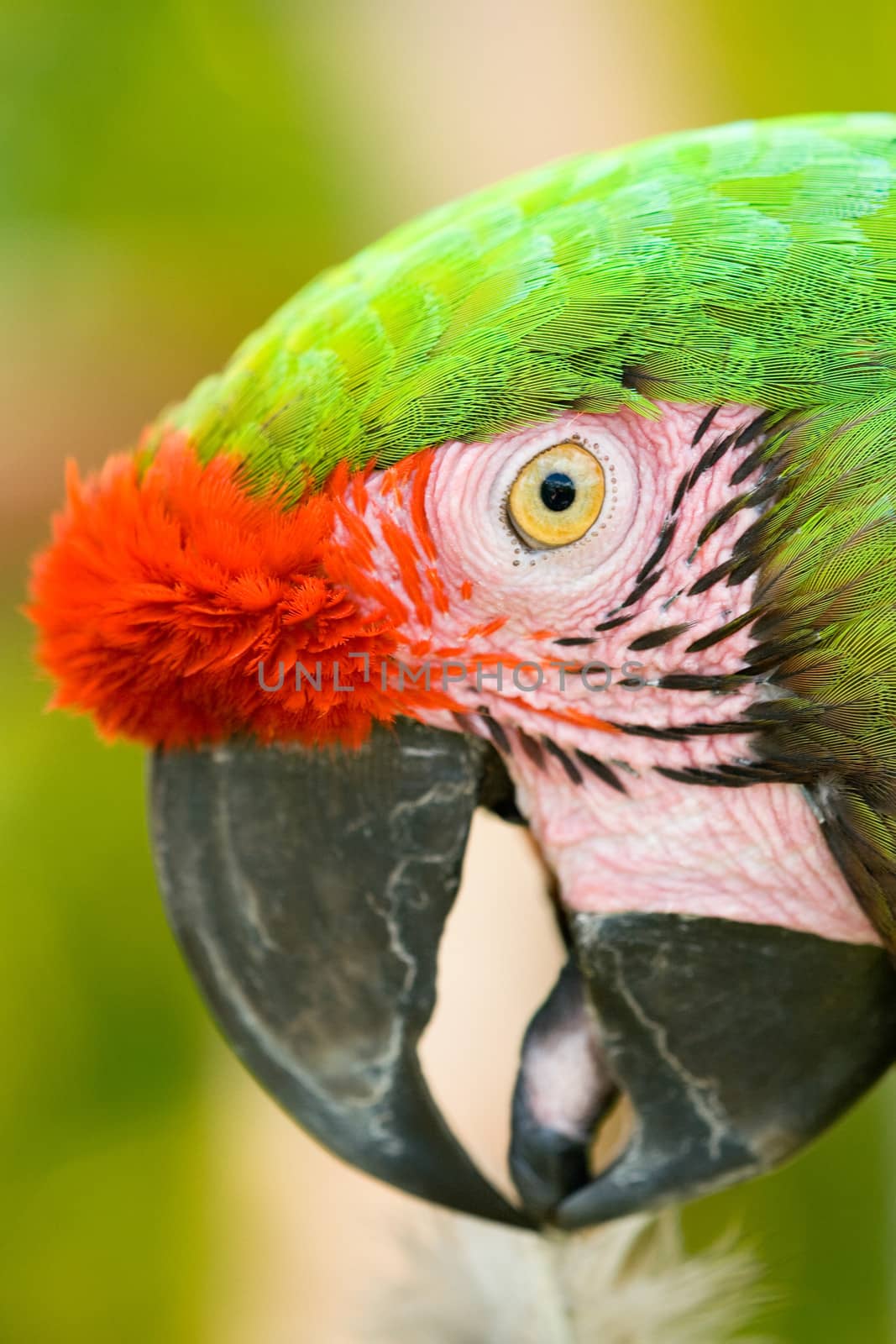 Side portrait of parrot with green and red plumage.