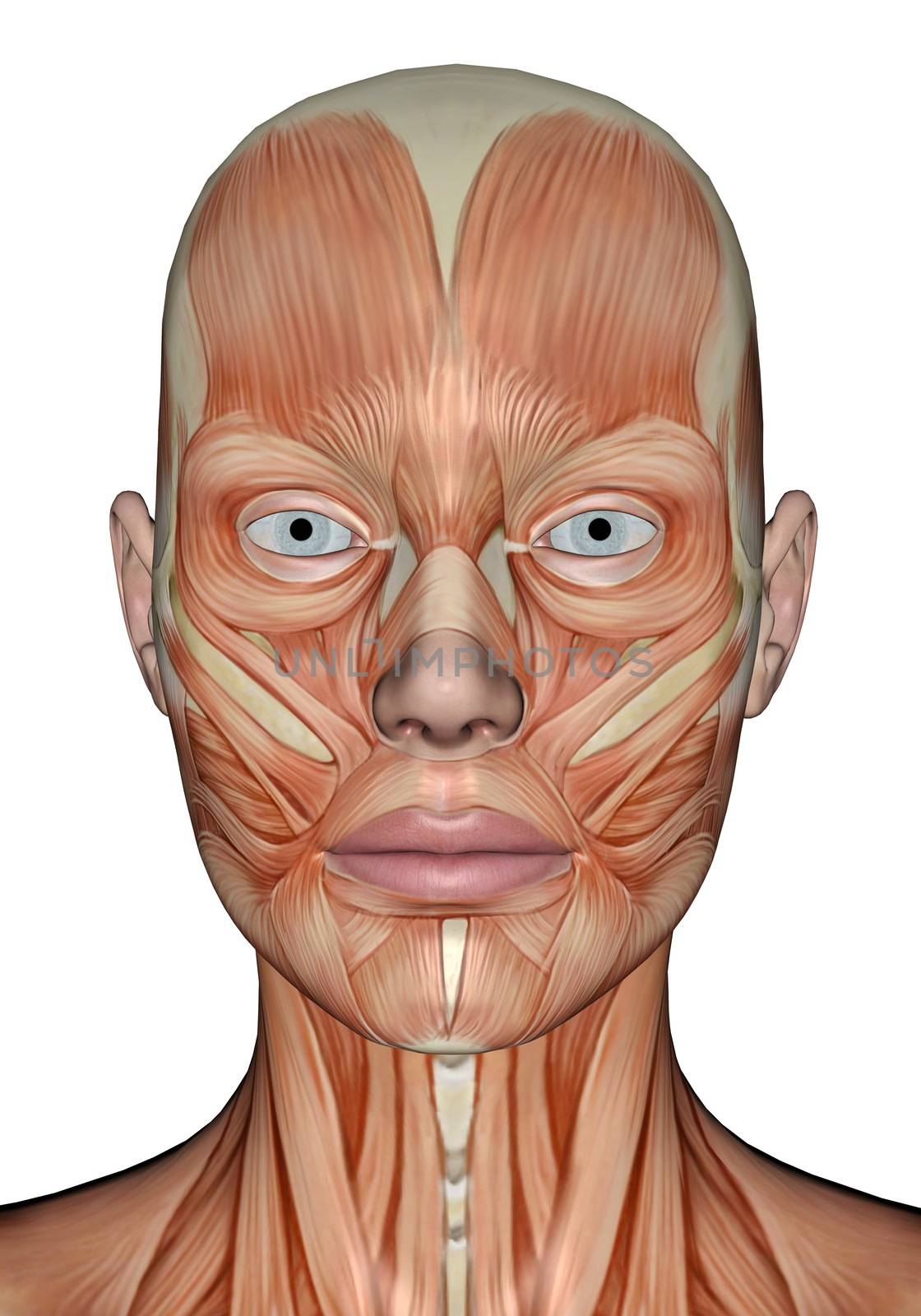 Head muscles of woman - 3D render by Elenaphotos21