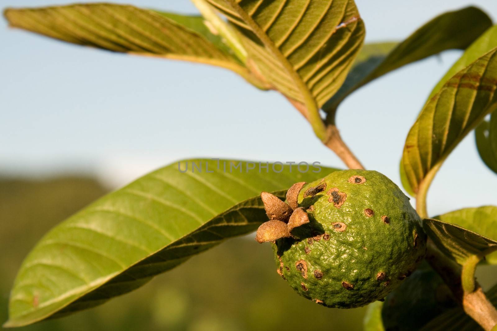 Guava growing on a tree, Brazil