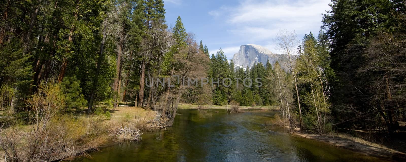 Trees in a forest with mountain in the background, Half Dome, Yosemite Valley, Yosemite National Park, California, USA