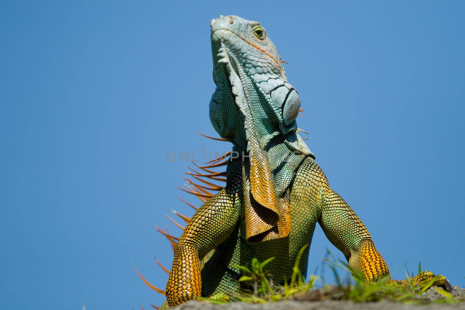 A beautiful iguana showing skin color and texture.