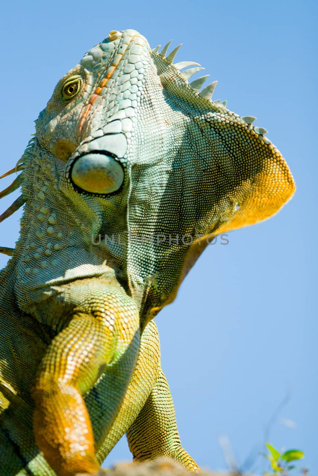 A close up of a green iguana.