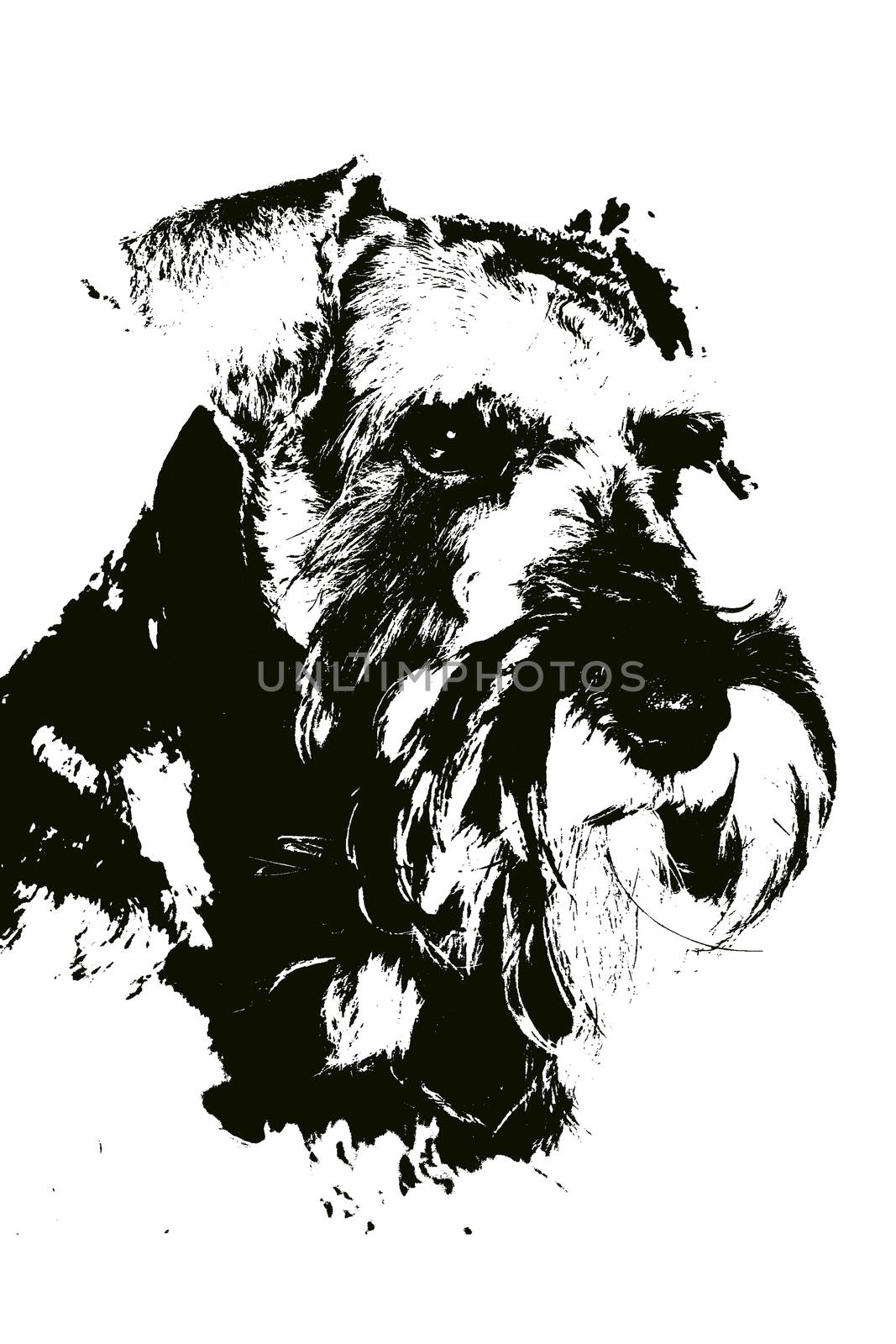Close-up of an illustration of a Schnauzer