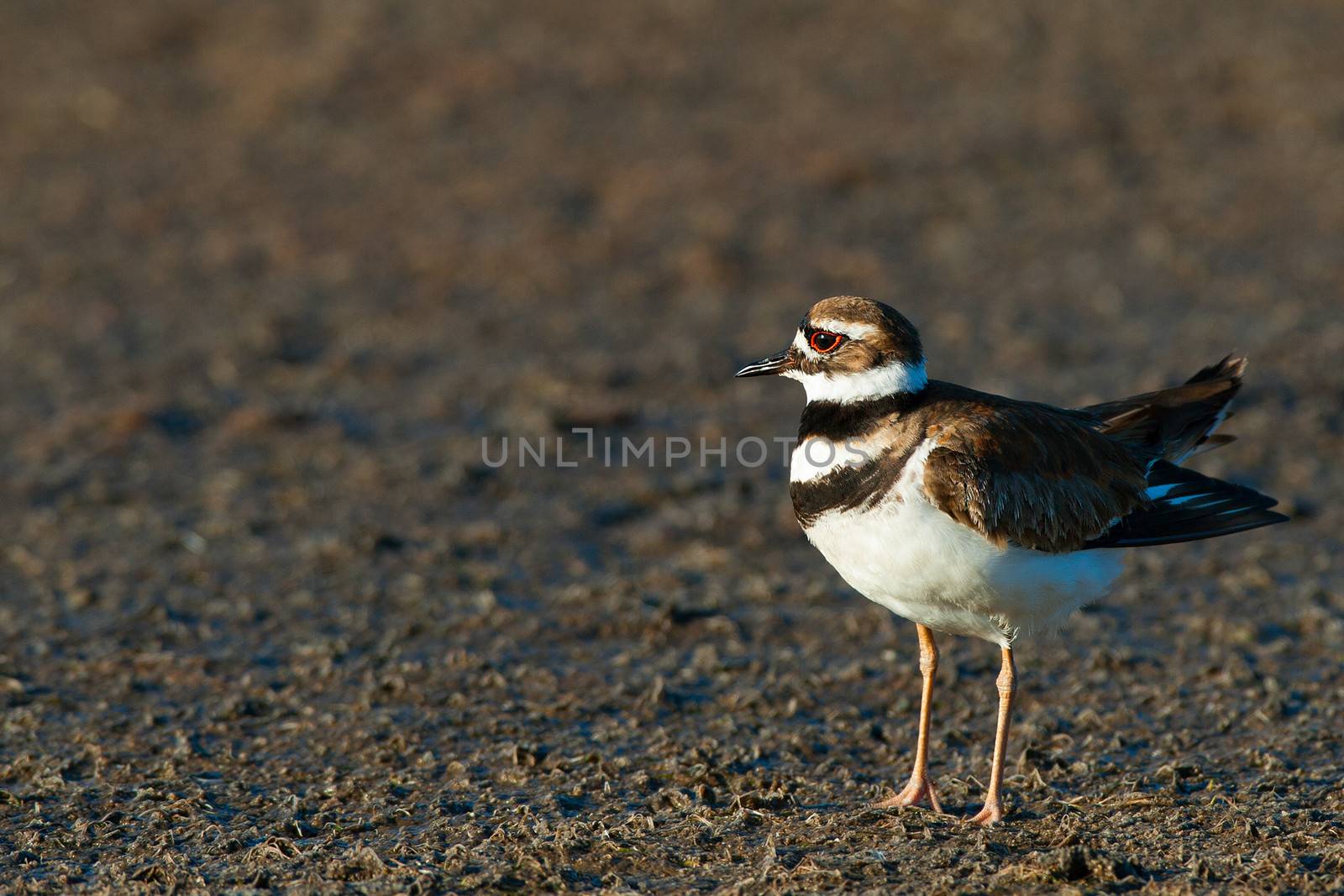 Side portrait of killdeer bird outdoors with copy space.