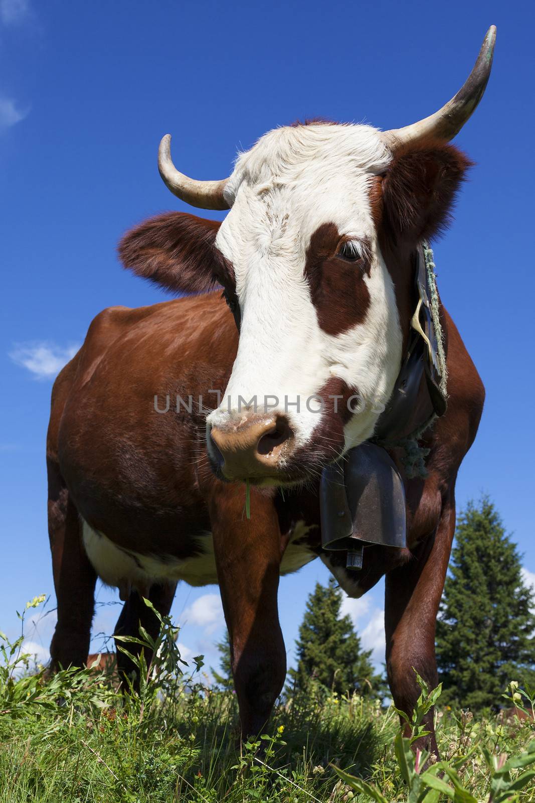 Brown cow in a meadow on alpine mountain