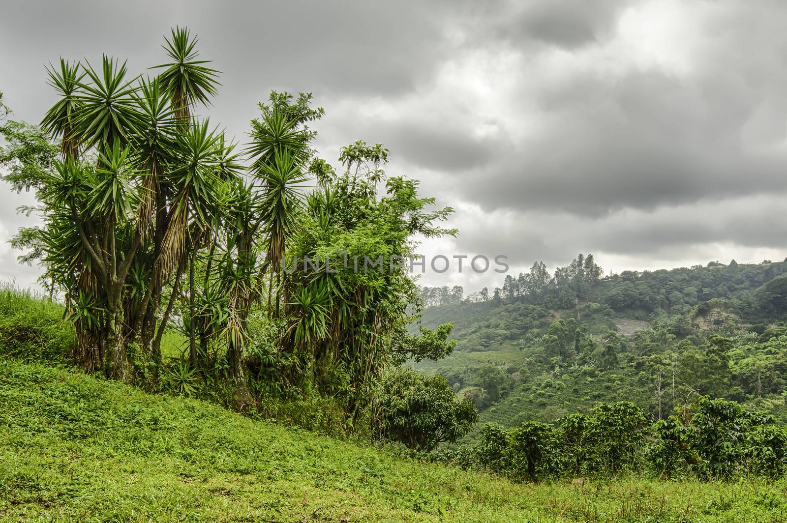 Valley in Costa Rica with coffee planted on the hillsides.