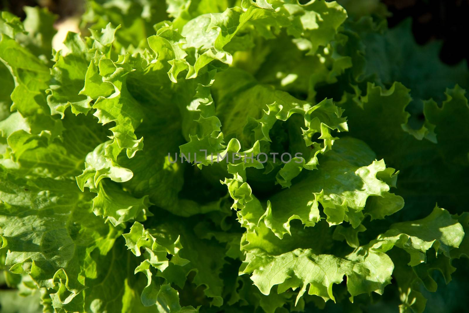 A close up of lettuce leaves in the sun.