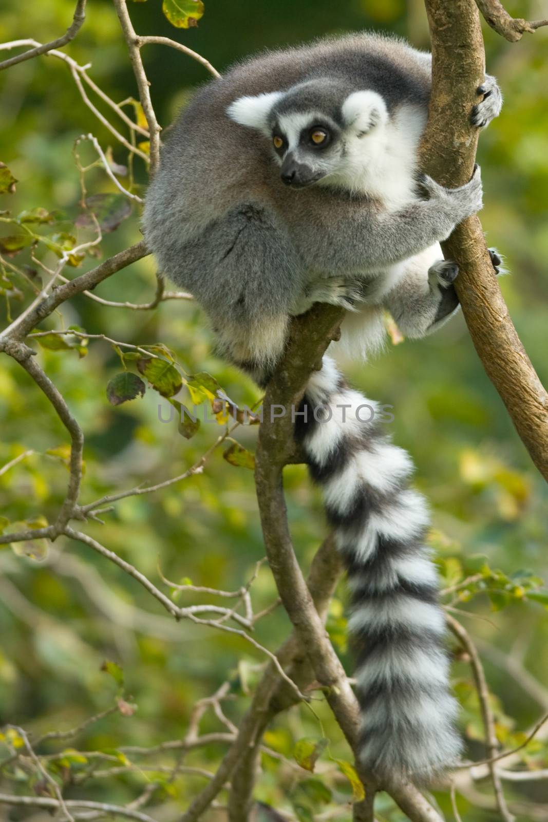 Little lemur hanging on a branch, Miami, Florida, USA
