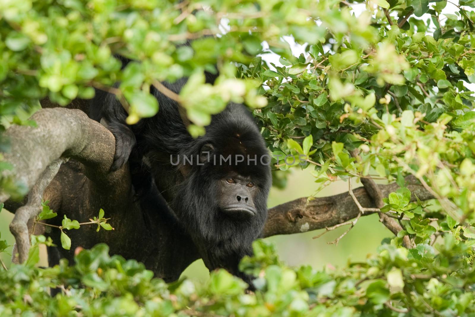 Little black monkey on a tree branch surrounded by green leaves, Miami, Florida, USA