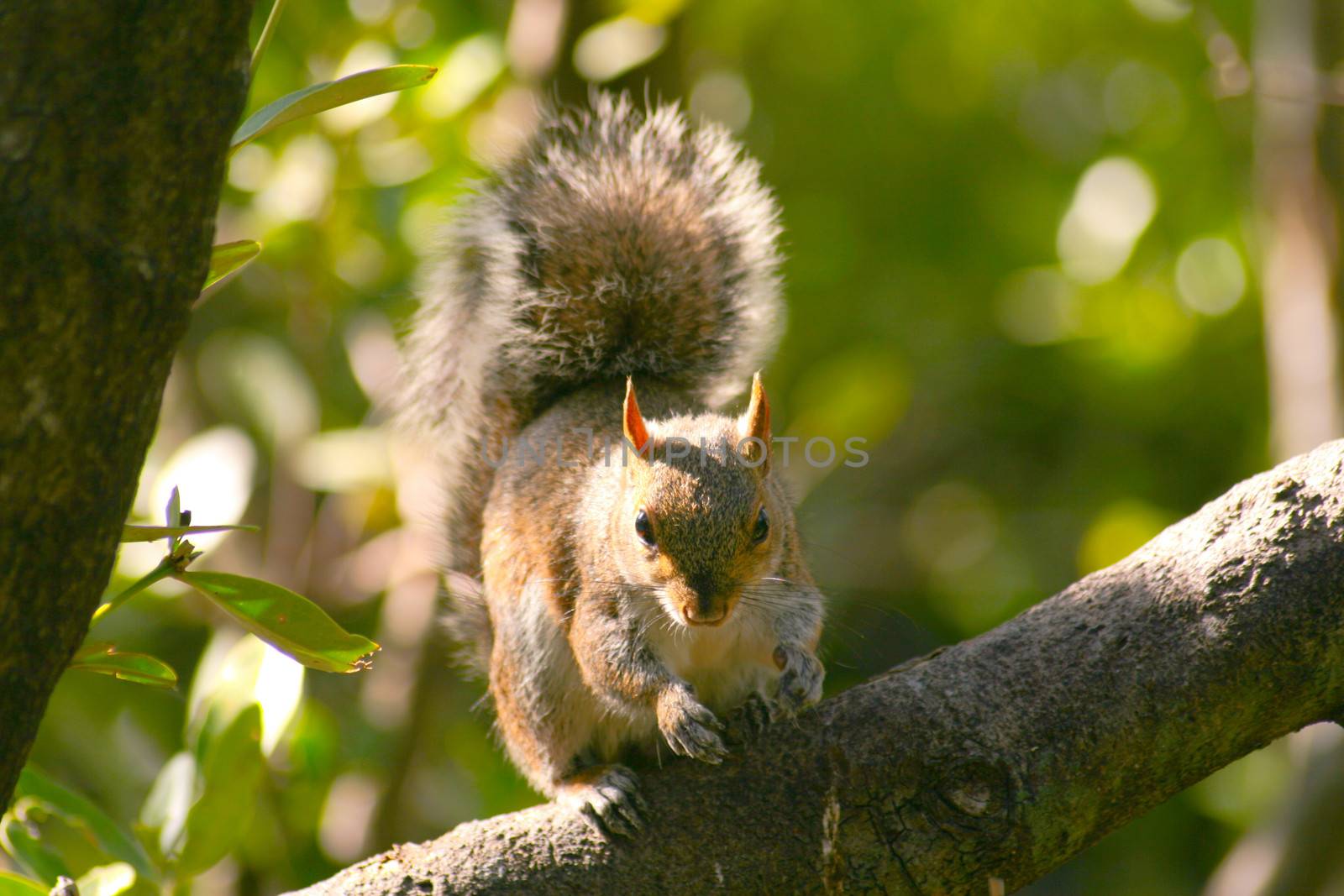 Low angle view of a squirrel (Sciurus carolinensis) on a tree, Key Largo, Florida Keys, Miami, Miami-Dade County, Florida, USA