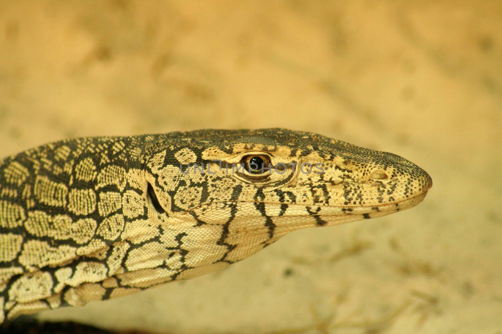 Close-up of a weird lizard, Sydney, New South Wales, Australia