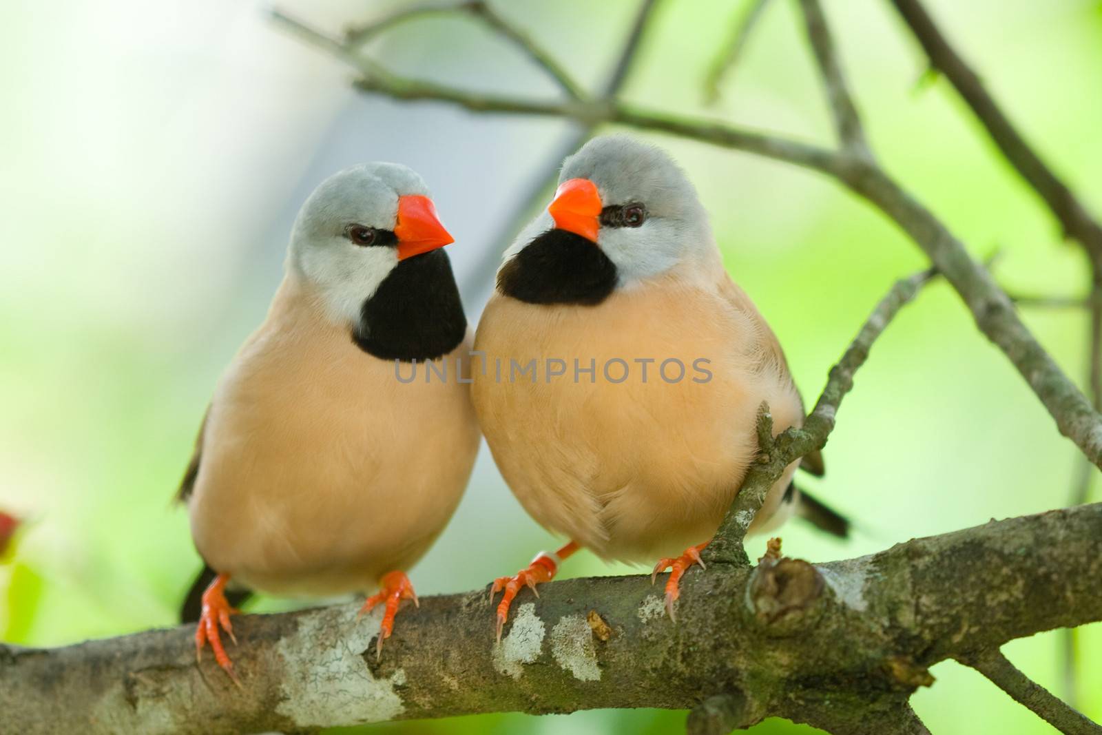 Long-tailed Finch couple by CelsoDiniz