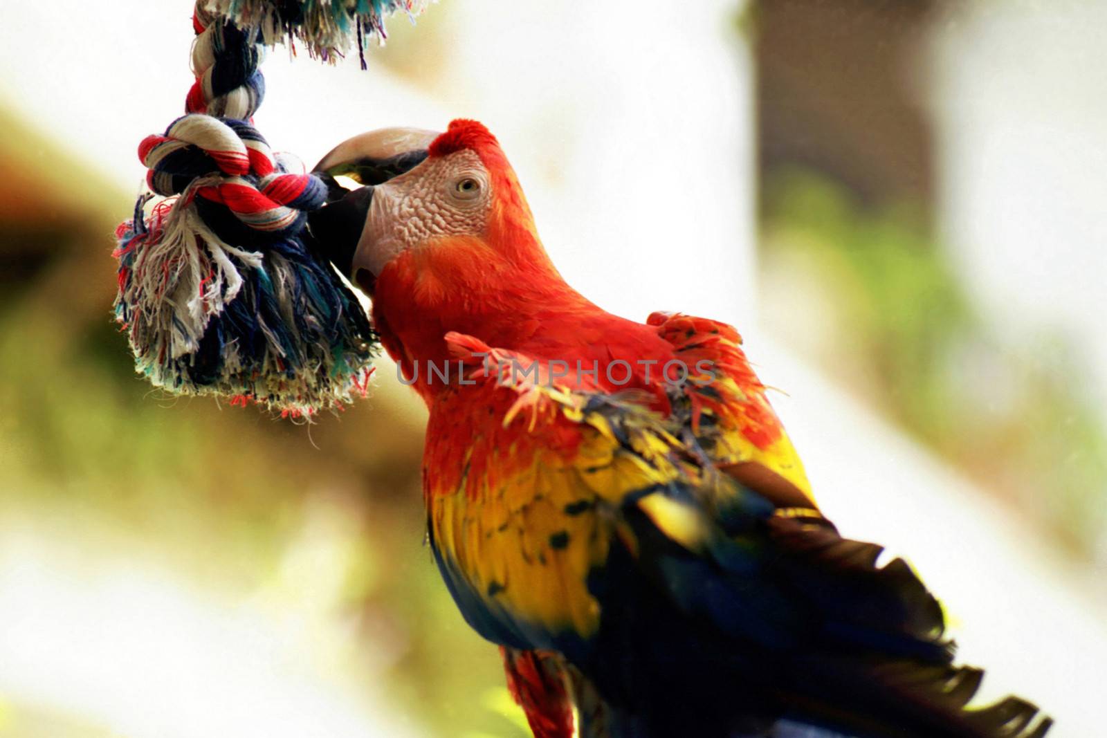 Macaw playing with a colorful rope.