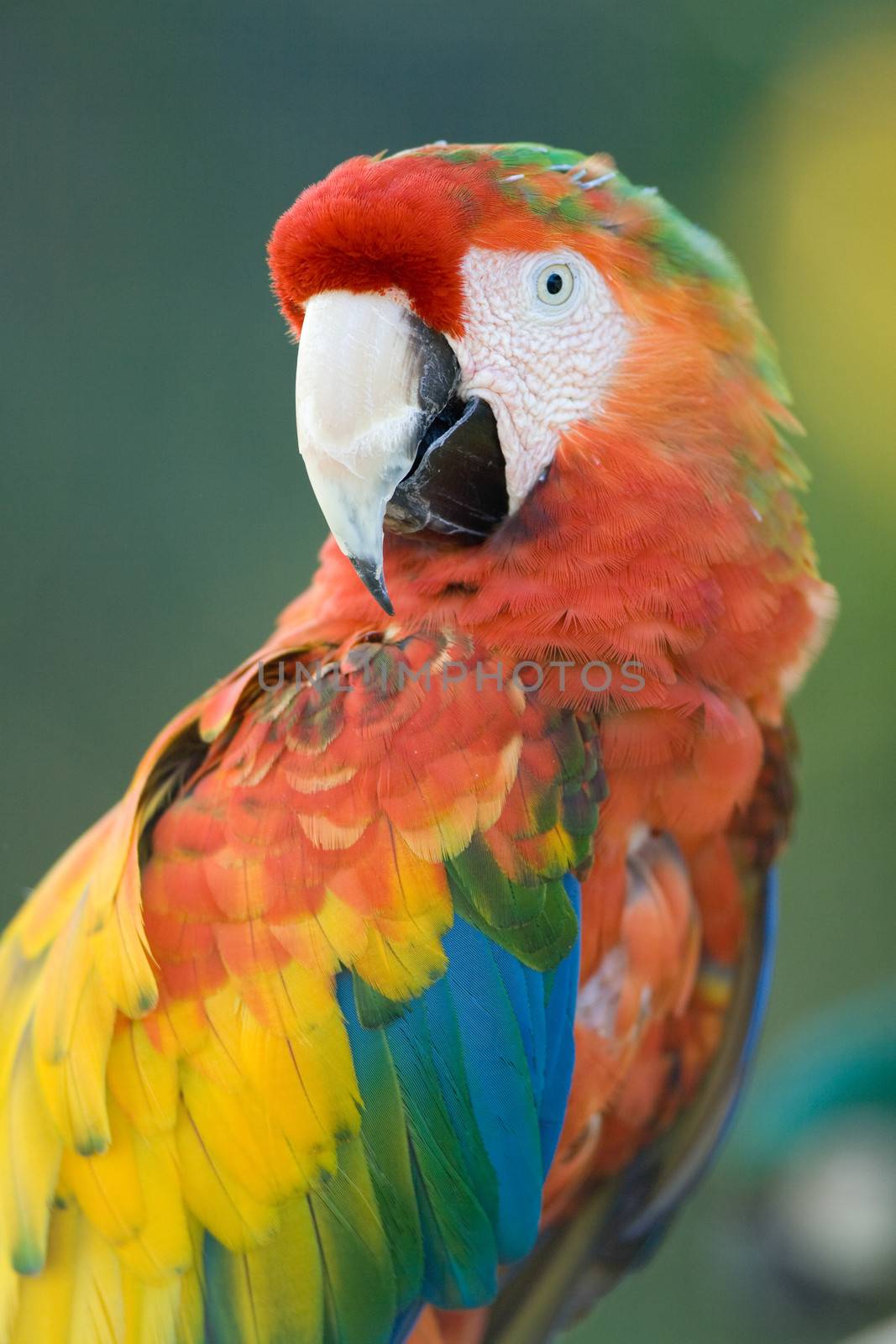 Close-up of a macaw, Miami, Florida, USA