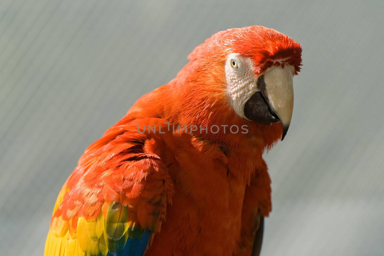 Close-up of a macaw, Miami, Florida, USA