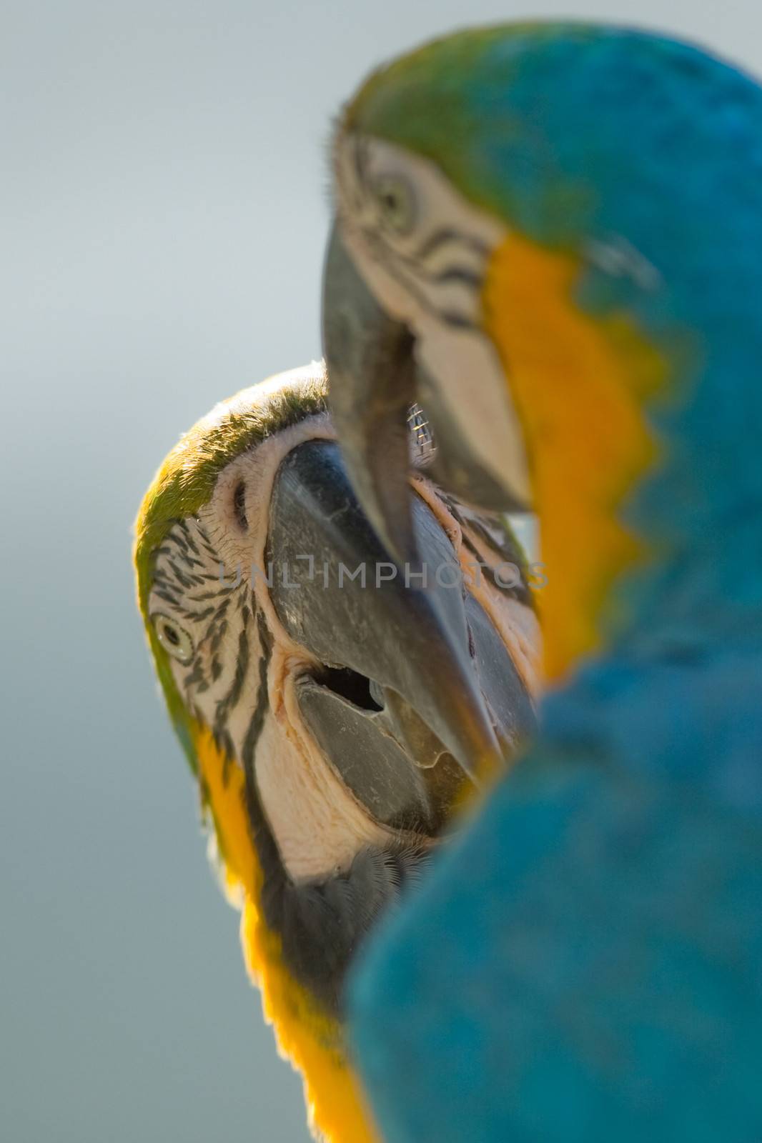 Close-up of two macaws, Miami, Florida, USA