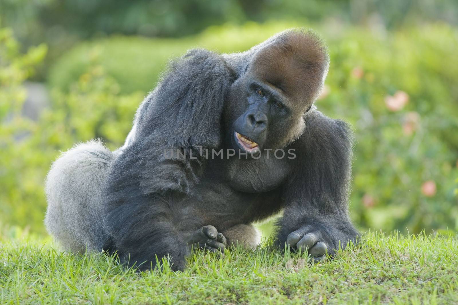 Large male gorilla on green grass.