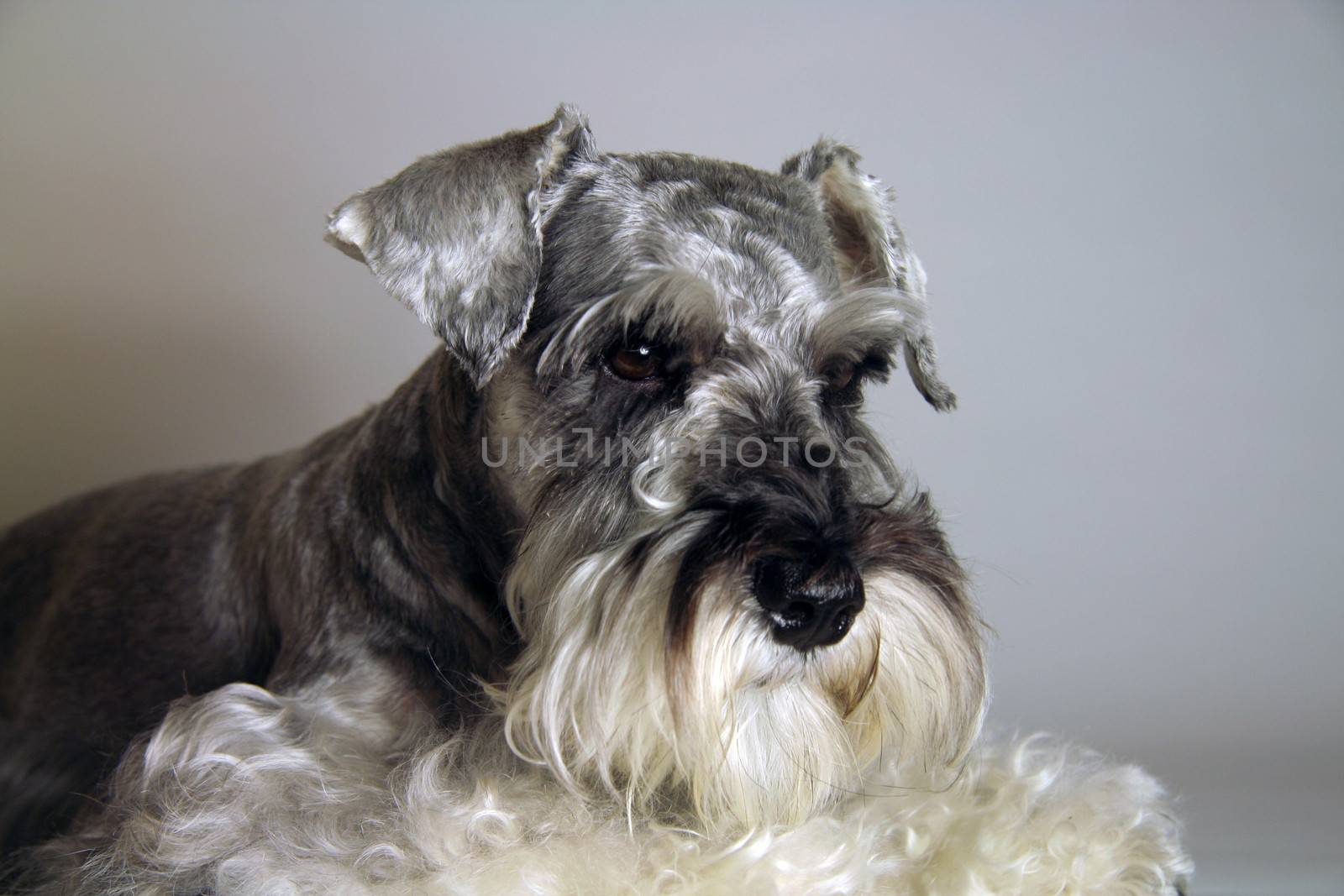 Close-up of a Schnauzer dog posing