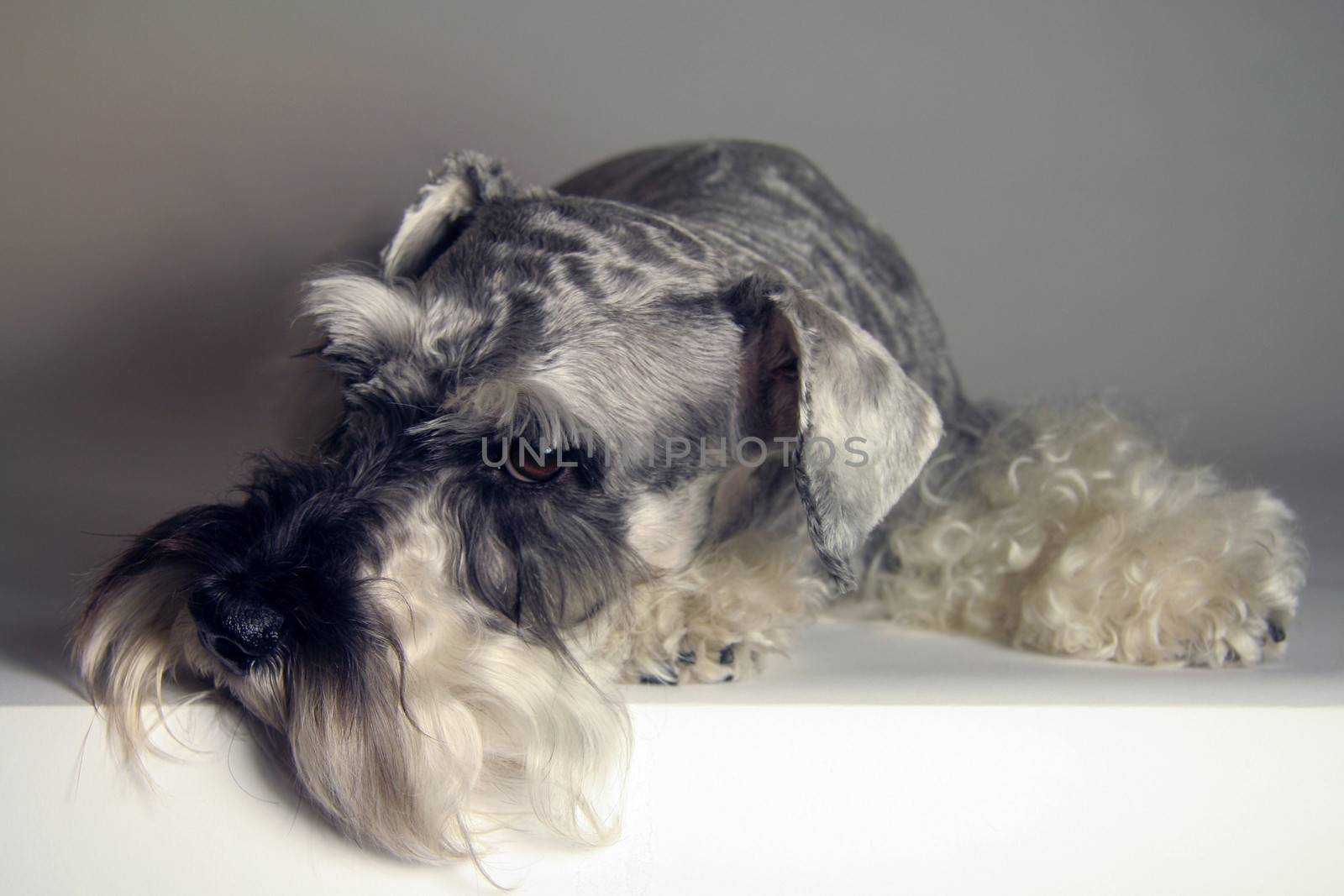 Close-up of a Schnauzer dog posing