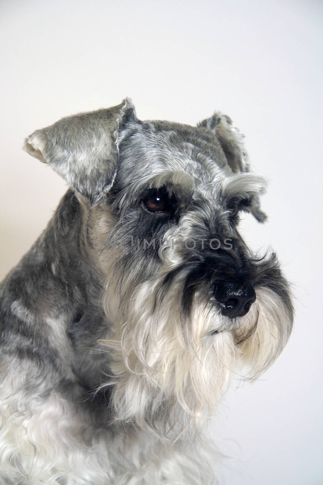 Portrait of miniature schnauzer dog in salt and pepper colors with studio background.