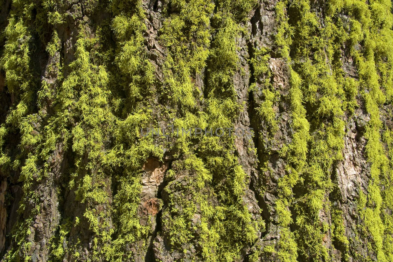 Close-up of moss on a tree trunk, Yosemite National Park, California, USA