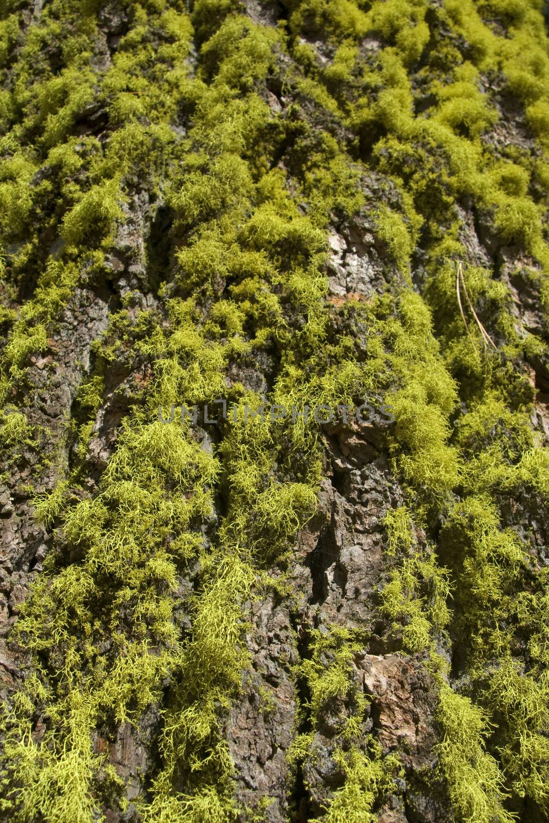 Close-up of moss on a tree trunk, Yosemite National Park, California, USA