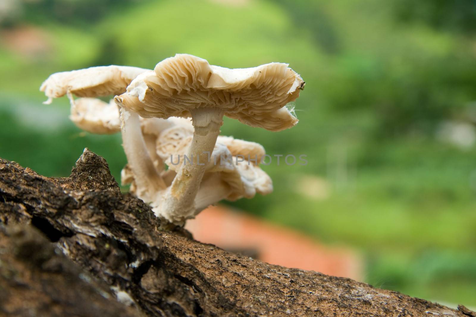 Wild mushrooms growing on the side of an old Mango tree.