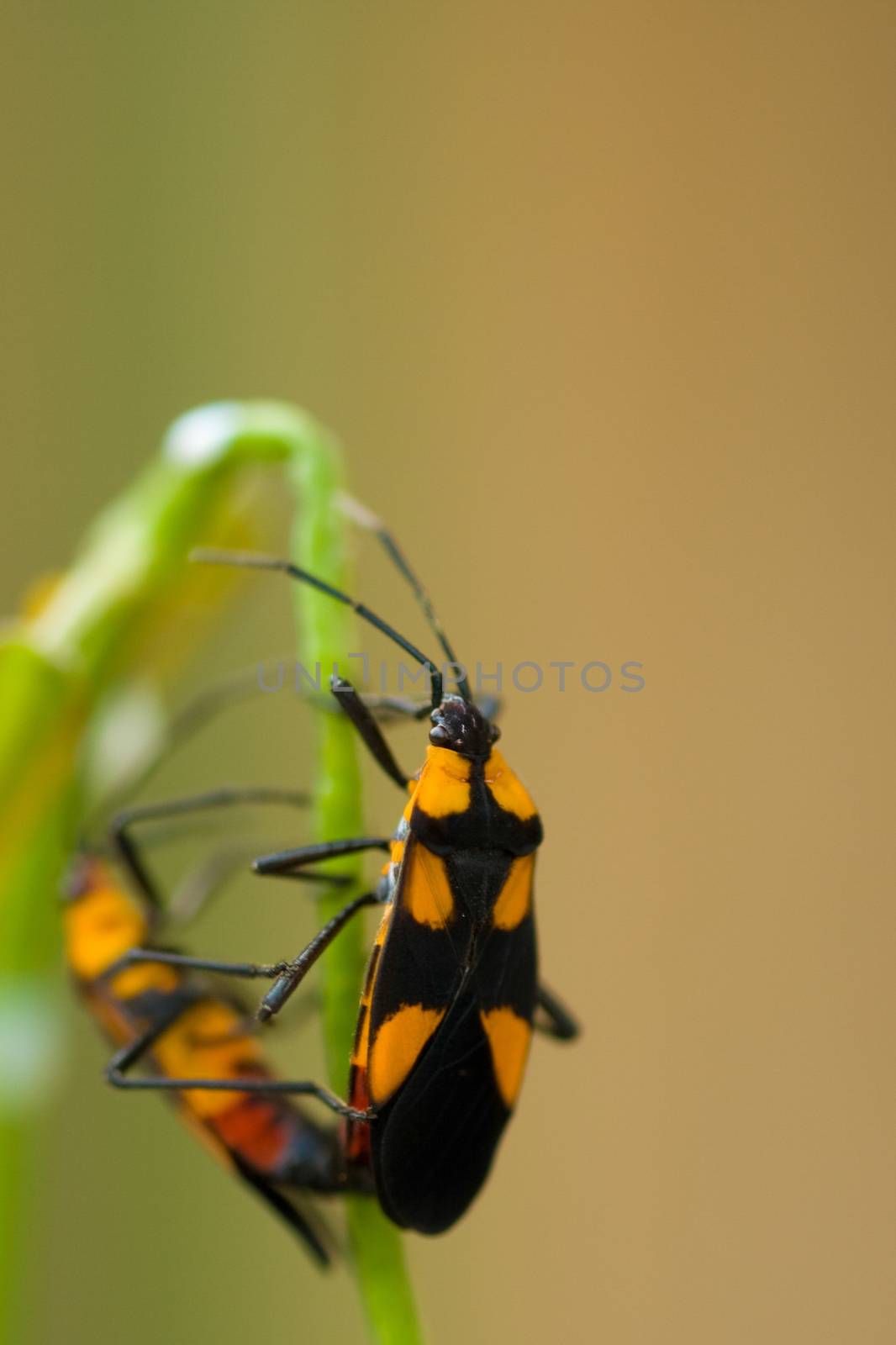 Tiny orange beatle found in the everglades