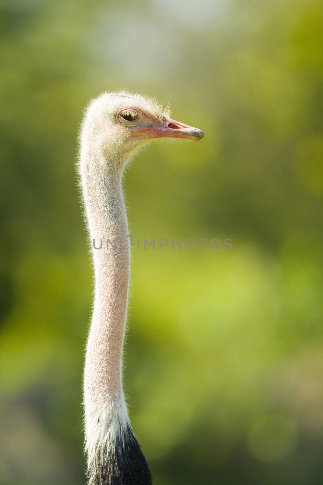 Close-up of a head of an Ostrich (Struthio camelus)