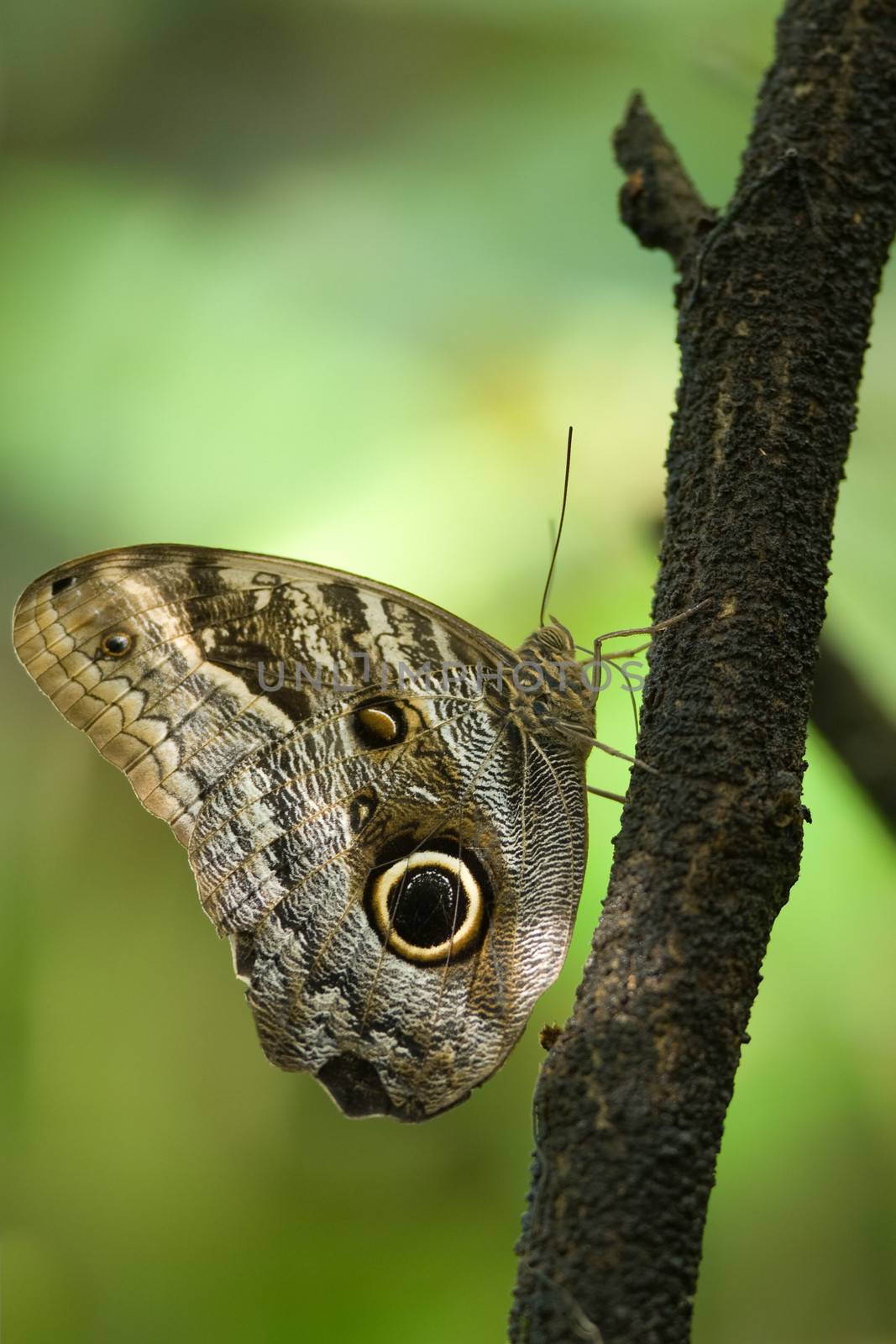 Owl Butterfly on a branch by CelsoDiniz