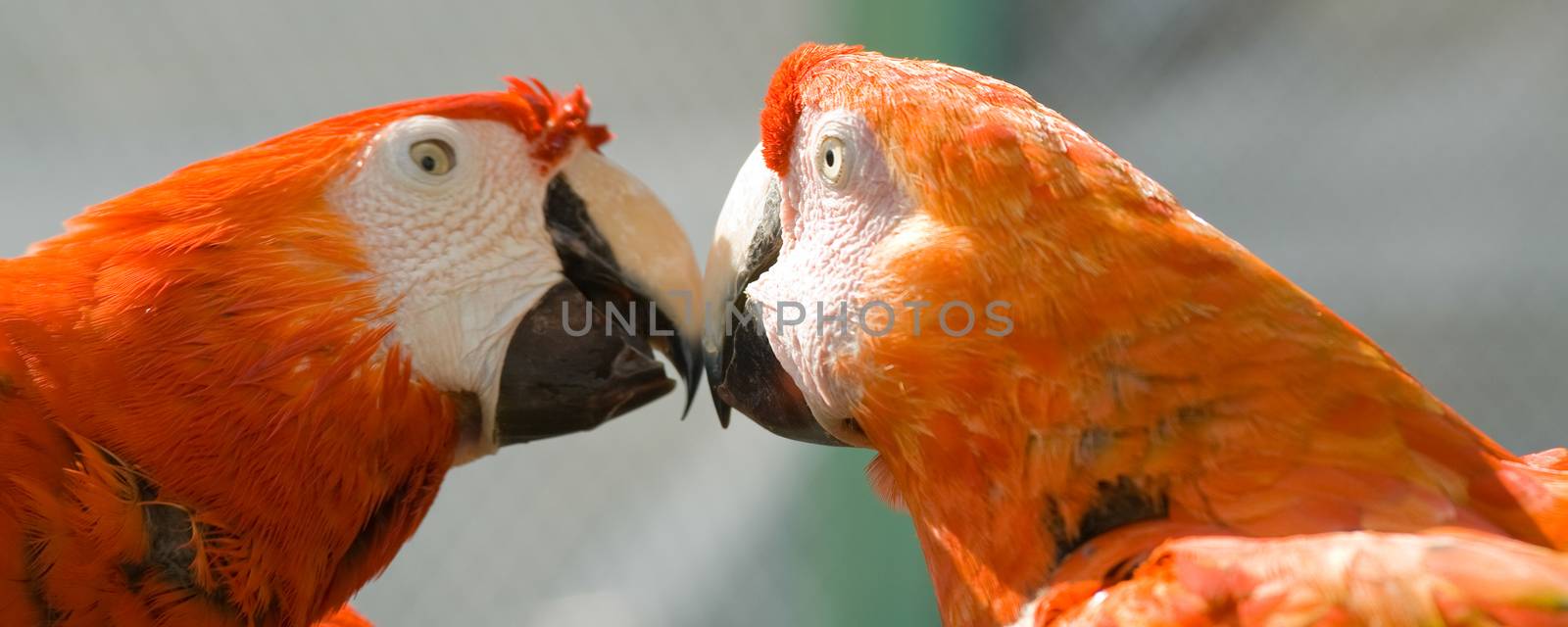 Close-up of a pair of macaws in love, Miami, Florida, USA